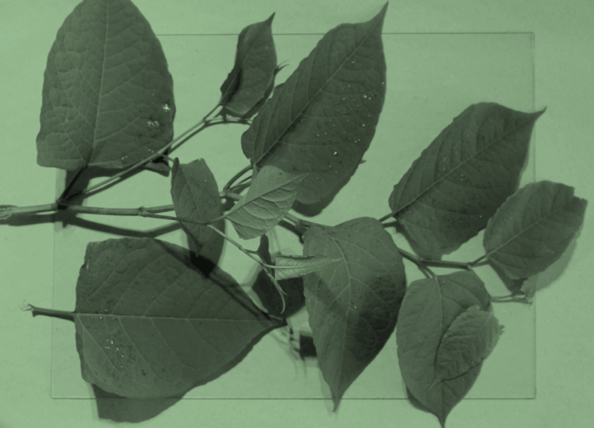 On-line Workshop: Japanese Knotweed: Non-Human Agency